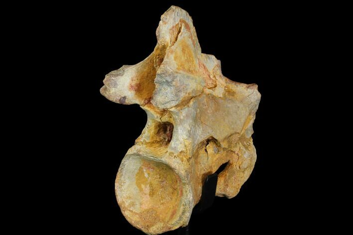 Spinosaurus Cervical Vertebra With Stand - Morocco #113038